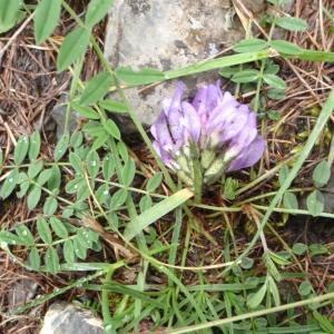 Photographie n°250276 du taxon Astragalus danicus Retz. [1783]