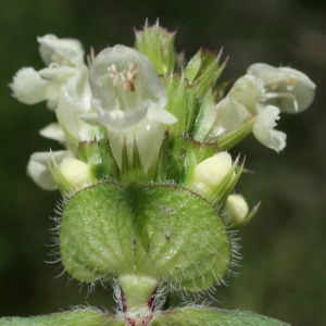 Prunella laciniata (L.) L. (Brunelle blanche)