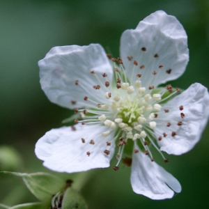 Photographie n°250290 du taxon Rubus caesius L. [1753]