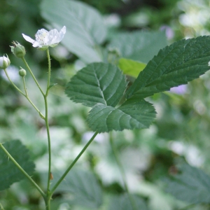 Photographie n°250293 du taxon Rubus caesius L. [1753]