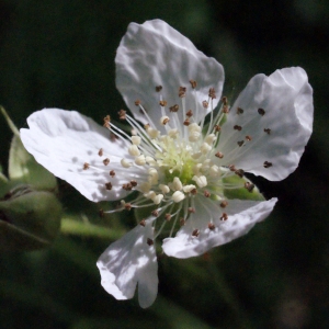 Rubus caesius L. (Ronce bleuâtre)