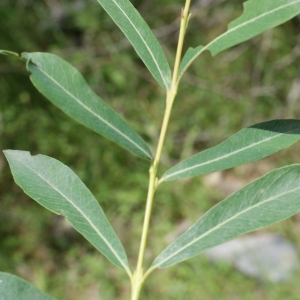 Photographie n°250300 du taxon Salix purpurea L. [1753]