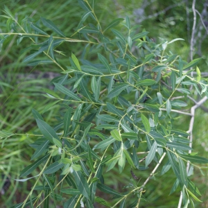 Photographie n°250301 du taxon Salix purpurea L. [1753]