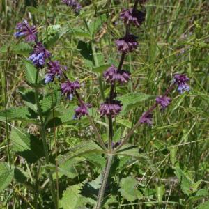 Photographie n°250302 du taxon Salvia verticillata L. [1753]