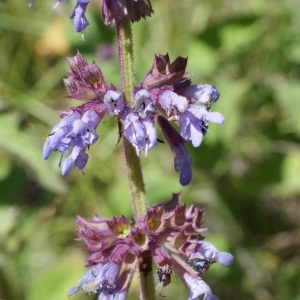 Photographie n°250306 du taxon Salvia verticillata L. [1753]