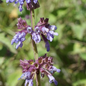 Photographie n°250307 du taxon Salvia verticillata L. [1753]