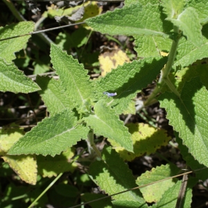 Photographie n°250310 du taxon Salvia verticillata L. [1753]