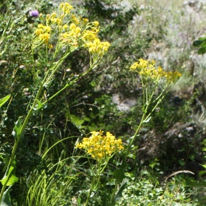 Photographie n°250316 du taxon Senecio doria L. [1759]