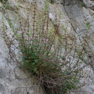 Photographie n°250323 du taxon Teucrium lucidum L. [1759]