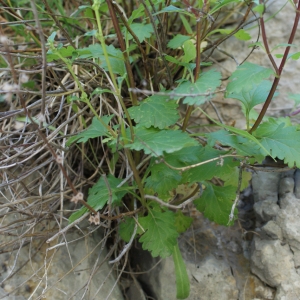 Photographie n°250324 du taxon Teucrium lucidum L. [1759]