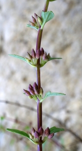 Liliane Roubaudi, le 11 juillet 2014 (Auzet (près du mur des Ammonites))