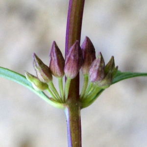 Photographie n°250328 du taxon Teucrium lucidum L. [1759]