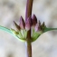  Liliane Roubaudi - Teucrium lucidum L. [1759]