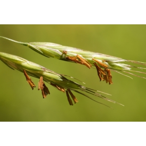 bromus-arvensis-montpalach-27-06-2012-a.JPG