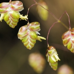 Briza media var. coarctata Babey (Amourette commune)