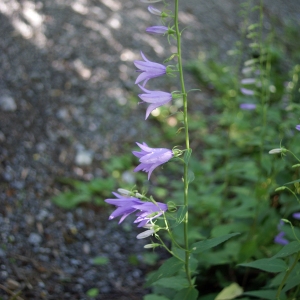 Photographie n°250333 du taxon Campanula rapunculoides L. [1753]