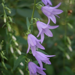 Photographie n°250337 du taxon Campanula rapunculoides L. [1753]