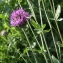  Liliane Roubaudi - Centaurea scabiosa L. [1753]