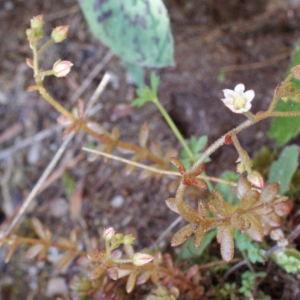 Photographie n°250350 du taxon Sedum monregalense Balb. [1804]