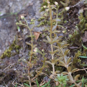 Photographie n°250352 du taxon Sedum monregalense Balb. [1804]