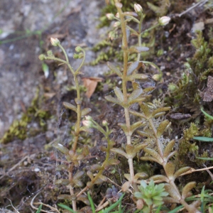 Photographie n°250354 du taxon Sedum monregalense Balb. [1804]