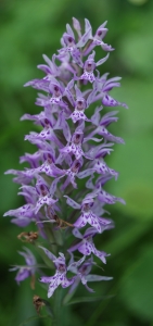 Liliane Roubaudi, le  5 juillet 2014 (Seyne les Alpes)