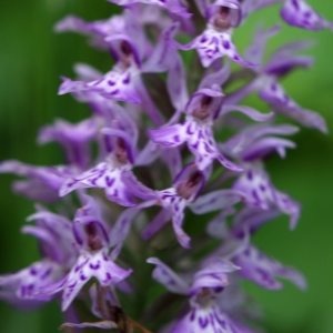 Photographie n°250361 du taxon Dactylorhiza fuchsii (Druce) Soó [1962]