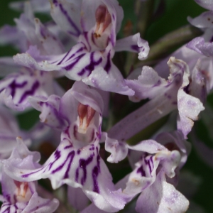 Photographie n°250364 du taxon Dactylorhiza fuchsii (Druce) Soó [1962]