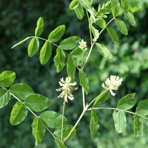 Photographie n°250367 du taxon Glycyrrhiza glabra L. [1753]