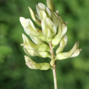 Photographie n°250370 du taxon Glycyrrhiza glabra L. [1753]