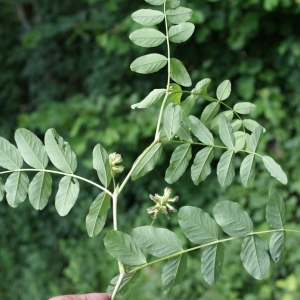 Photographie n°250372 du taxon Glycyrrhiza glabra L. [1753]