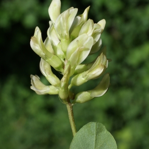 Photographie n°250374 du taxon Glycyrrhiza glabra L. [1753]