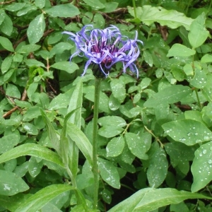 Photographie n°250387 du taxon Centaurea montana L. [1753]