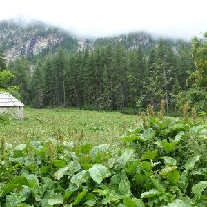Photographie n°250390 du taxon Rumex alpinus L. [1759]