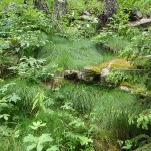 Photographie n°250397 du taxon Festuca flavescens Bellardi [1792]