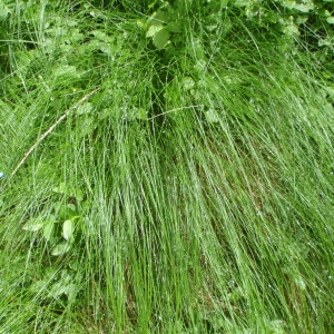 Photographie n°250398 du taxon Festuca flavescens Bellardi [1792]