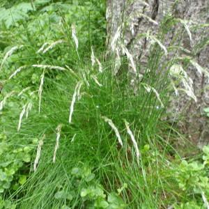 Photographie n°250400 du taxon Deschampsia flexuosa (L.) Trin. [1836]