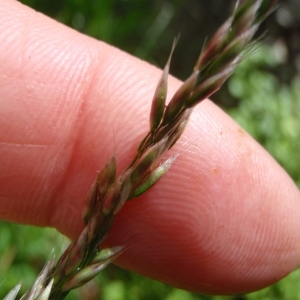 Photographie n°250401 du taxon Deschampsia flexuosa (L.) Trin. [1836]