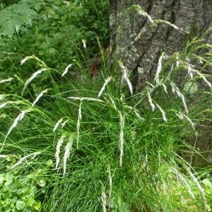 Photographie n°250402 du taxon Deschampsia flexuosa (L.) Trin. [1836]