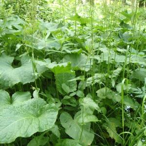 Photographie n°250407 du taxon Rumex alpinus L. [1759]