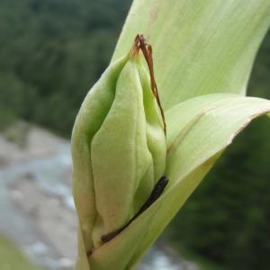 Photographie n°250419 du taxon Colchicum autumnale L. [1753]