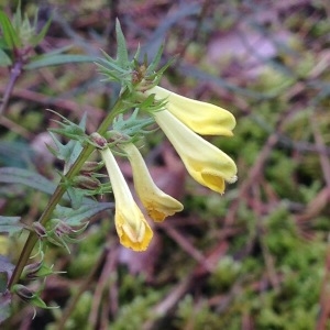 Photographie n°250430 du taxon Melampyrum pratense L. [1753]