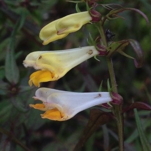 Photographie n°250434 du taxon Melampyrum pratense L. [1753]