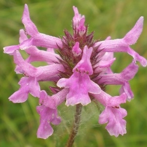 Photographie n°250436 du taxon Stachys officinalis (L.) Trévis. [1842]