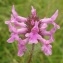  Thierry Ravayrol - Stachys officinalis (L.) Trévis. [1842]