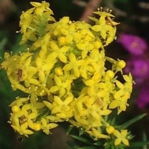 Photographie n°250445 du taxon Galium verum L. [1753]