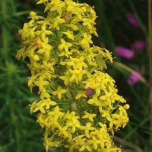 Photographie n°250447 du taxon Galium verum L. [1753]