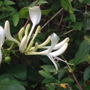 Photographie n°250455 du taxon Lonicera periclymenum L. [1753]