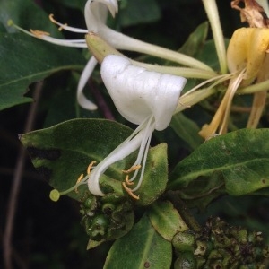 Photographie n°250456 du taxon Lonicera periclymenum L. [1753]