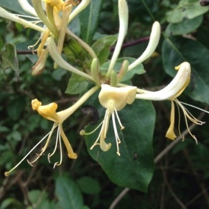 Photographie n°250457 du taxon Lonicera periclymenum L. [1753]